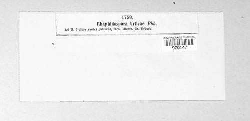 Pseudoophiobolus erythrosporus image